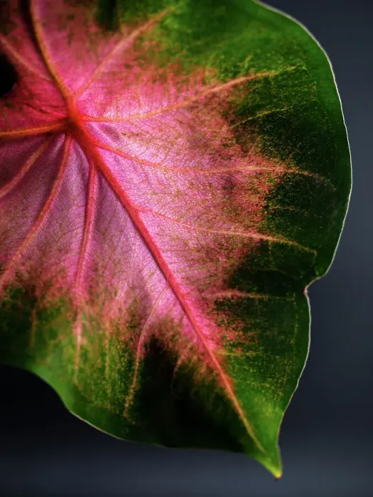 Framed Print : Close Up of Caladium Agricultural Plant Framed Print : Close Up of Caladium Agricultural Plant
