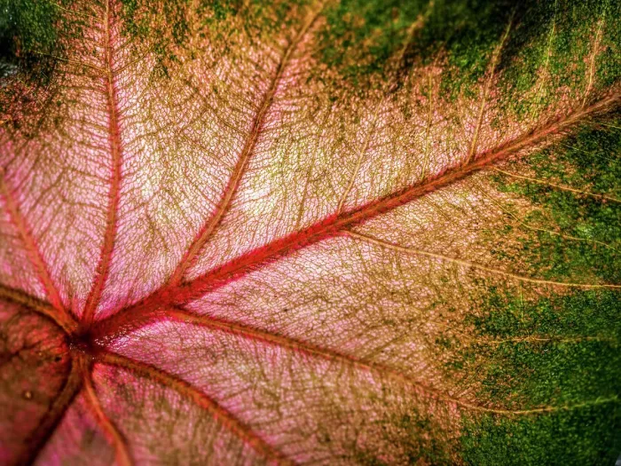 Framed Print : Close Up of Caladium Agricultural Plant Framed Print : Close Up of Caladium Agricultural Plant
