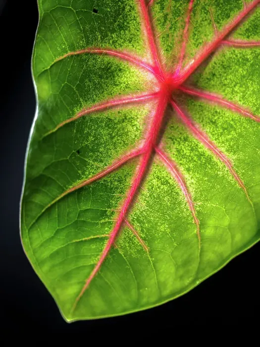 Framed Print : Close Up of Caladium Agricultural Plant Framed Print : Close Up of Caladium Agricultural Plant