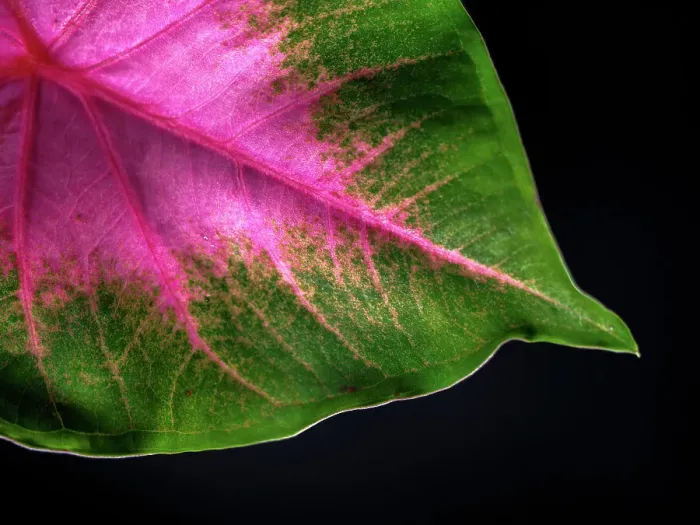 Framed Print : Close Up of Caladium Agricultural Plant Framed Print : Close Up of Caladium Agricultural Plant