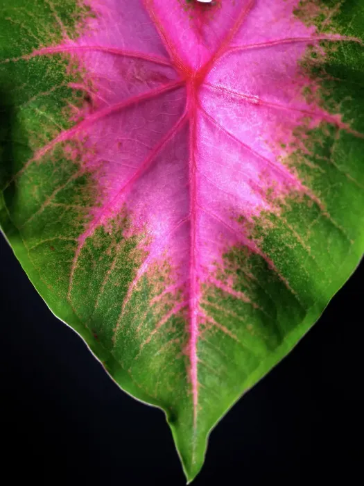 Framed Print : Close Up of Caladium Agricultural Plant Framed Print : Close Up of Caladium Agricultural Plant
