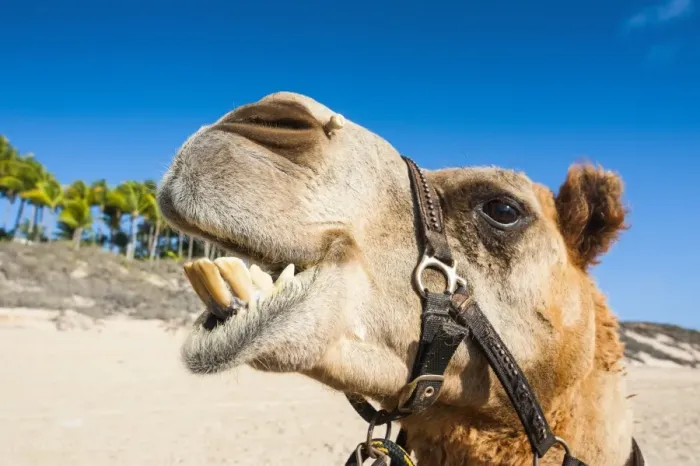 Framed Print : Close up of a camel prepared for tourists on Cable Beach, Broome, Western Australia Framed Print : Close up of a camel prepared for tourists on Cable Beach, Broome, Western Australia