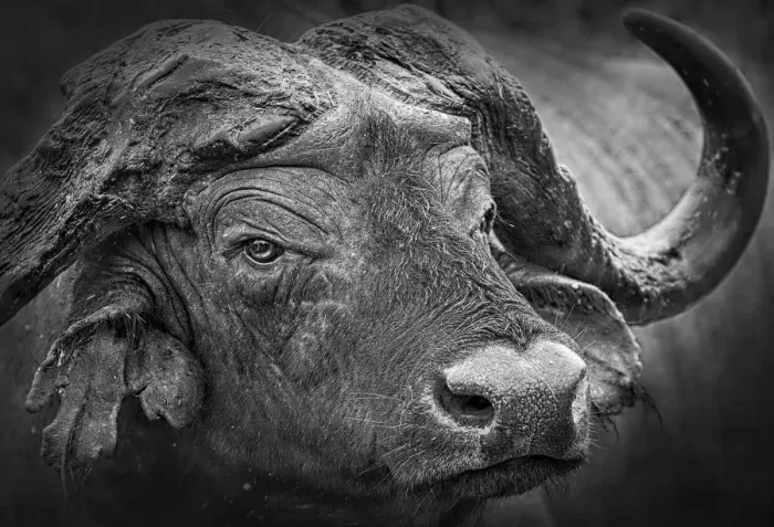 Framed Print : Close Up of Cape Buffalo Head at Aberdare Park in Kenya Framed Print : Close Up of Cape Buffalo Head at Aberdare Park in Kenya