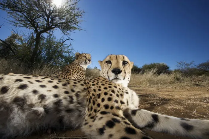 Framed Print : Close up of cheetah (Acinonyx jubatus) looking at camera