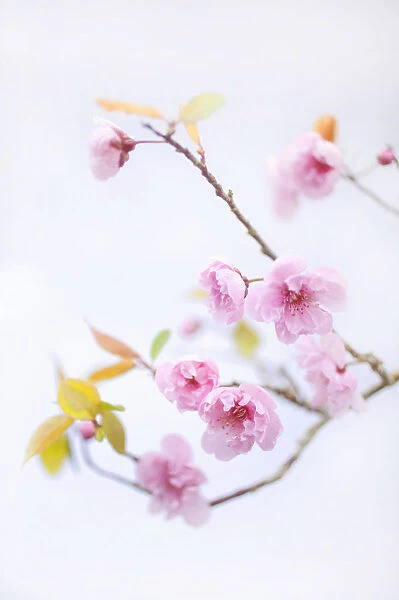 Close up of cherry blossom