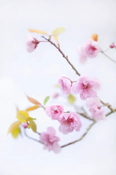 Framed Print : Close up of cherry blossom