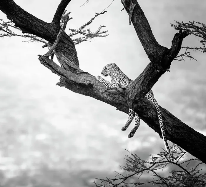Framed Print : Close Up of Cute Leopard in Tree in Black and White at Samburu, Kenya Framed Print : Close Up of Cute Leopard in Tree in Black and White at Samburu, Kenya