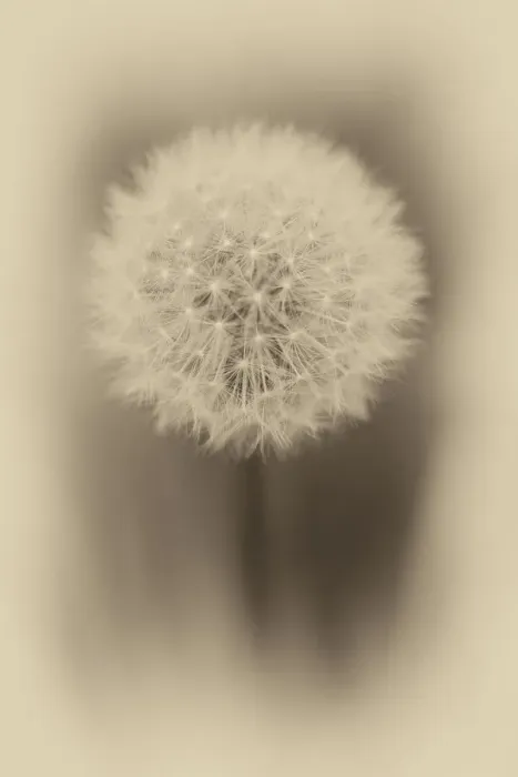Framed Print : Close up of Dandelion