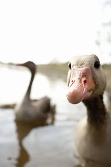 Framed Print : Close up of ducks beak Framed Print : Close up of ducks beak