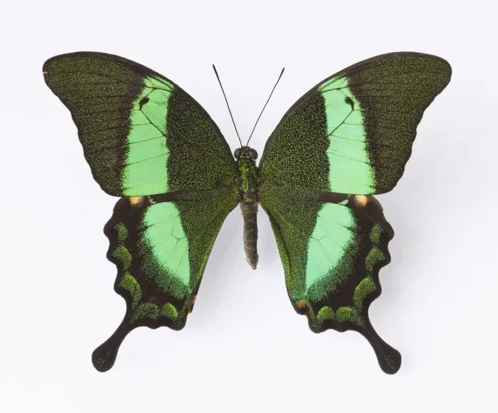 Framed Print : Close up of Emerald Swallowtail butterfly Framed Print : Close up of Emerald Swallowtail butterfly
