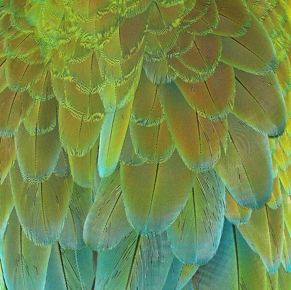 Close up of back feathers of a Macaw Parrot bird