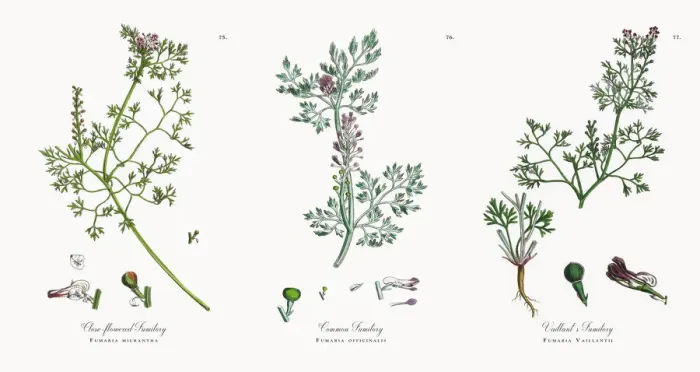 Framed Print : Close-flowered Fumitory, Fumaria micrantha, Victorian Botanical Illustration, 1863 Framed Print : Close-flowered Fumitory, Fumaria micrantha, Victorian Botanical Illustration, 1863