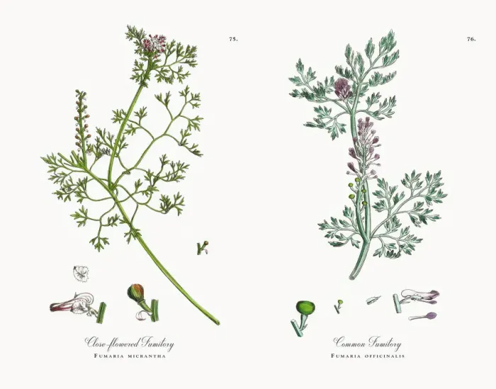 Framed Print : Close-flowered Fumitory, Fumaria micrantha, Victorian Botanical Illustration, 1863 Framed Print : Close-flowered Fumitory, Fumaria micrantha, Victorian Botanical Illustration, 1863