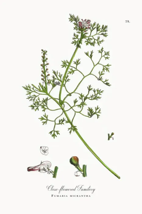 Framed Print : Close-flowered Fumitory, Fumaria micrantha, Victorian Botanical Illustration, 1863 Framed Print : Close-flowered Fumitory, Fumaria micrantha, Victorian Botanical Illustration, 1863