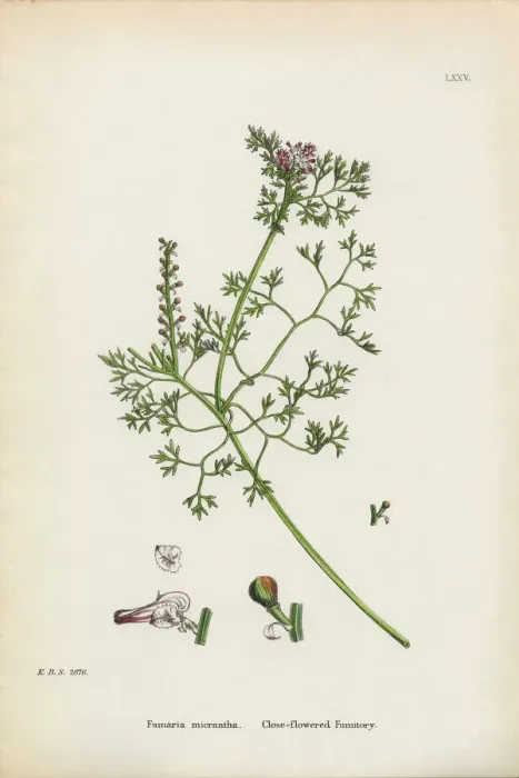 Framed Print : Close-flowered Fumitory, Fumaria micrantha, Victorian Botanical Illustration, 1863 Framed Print : Close-flowered Fumitory, Fumaria micrantha, Victorian Botanical Illustration, 1863