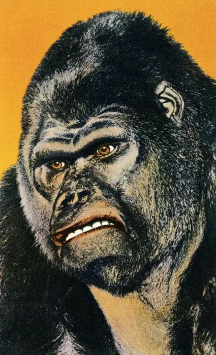 Framed Print : Close up of Gorilla Framed Print : Close up of Gorilla