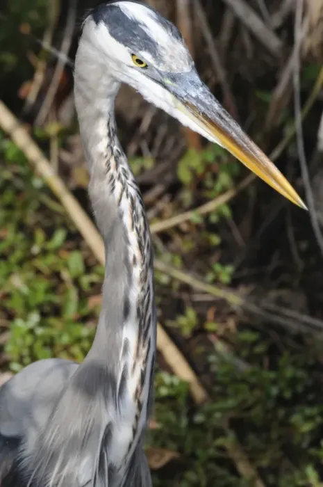 Framed Print : Close up of great blue heron, Ardea herodias. Everglades National Park, Florida, USA. UNESCO World Heritage Site (Biosphere Reserve) Framed Print : Close up of great blue heron, Ardea herodias. Everglades National Park, Florida, USA. UNESCO World Heritage Site (Biosphere Reserve)