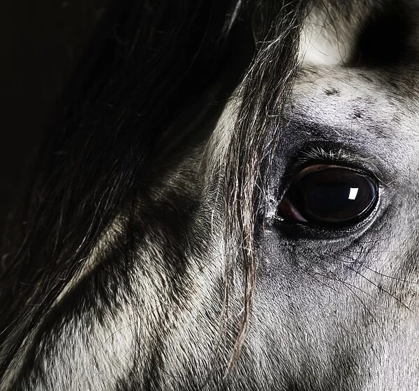 Close up of grey horse eye