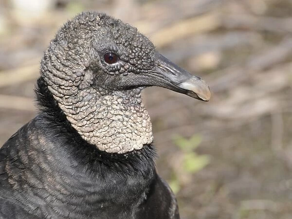 Close up of head of black vulture, Coragyps atratus. Everglades National Park, Florida, USA. UNESCO World Heritage Site (Biosphere Reserve)