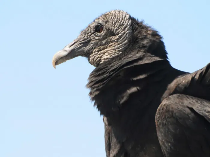 Framed Print : Close up of head of black vulture, Coragyps atratus. Everglades National Park, Florida, USA. UNESCO World Heritage Site (Biosphere Reserve)