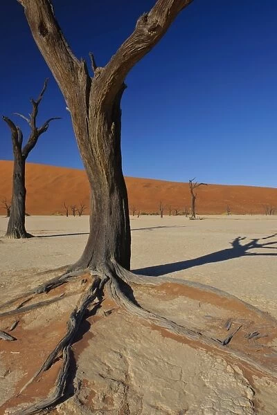 Close up of one of the iconic dead trees in Deadvlei, Namibia