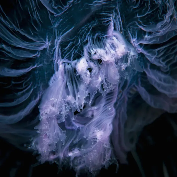 Framed Print : Close up of jellyfish underwater