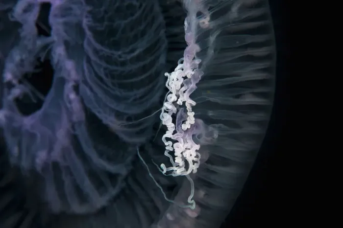 Framed Print : Close up of jellyfish underwater Framed Print : Close up of jellyfish underwater