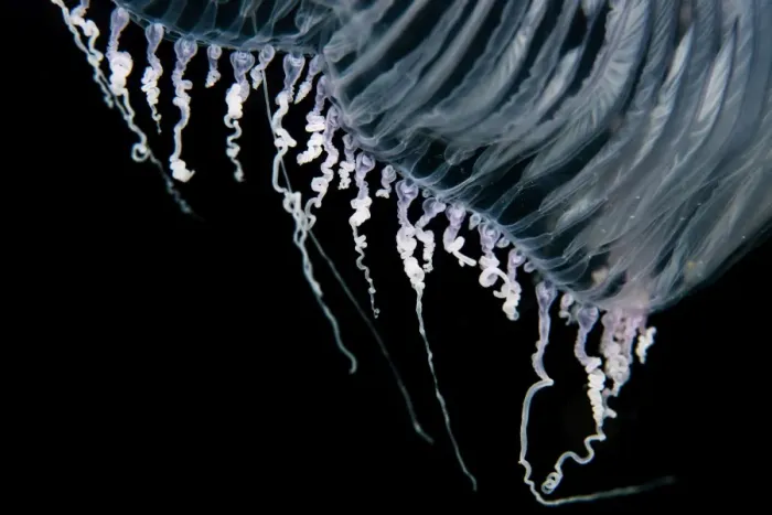 Framed Print : Close up of jellyfish underwater Framed Print : Close up of jellyfish underwater