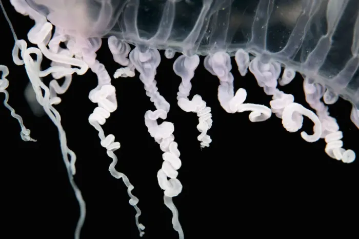 Framed Print : Close up of jellyfish underwater Framed Print : Close up of jellyfish underwater