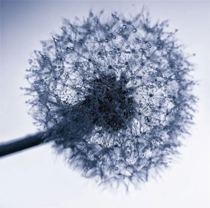 Framed Print : Close up Back Lit Photograph of Dandelion Seed Head with Water Droplets Framed Print : Close up Back Lit Photograph of Dandelion Seed Head with Water Droplets