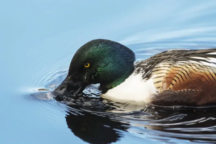 Framed Print : Close up of northern shoveler drake surface feeding on pond Framed Print : Close up of northern shoveler drake surface feeding on pond