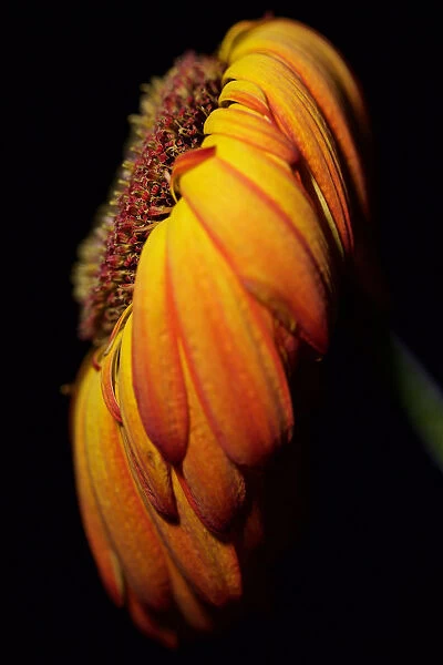 Close up of Orange and Yellow Flower Head