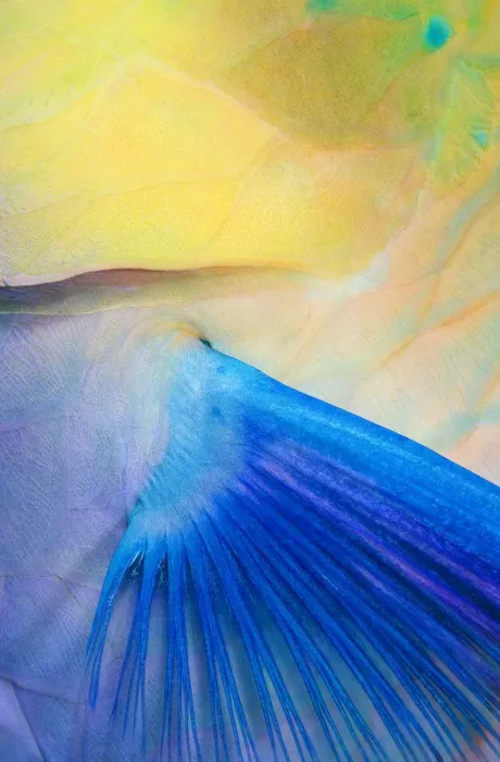 Framed Print : Close up of parrot fish fin Framed Print : Close up of parrot fish fin