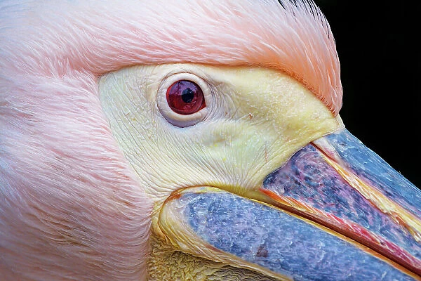 Very close pelican