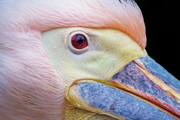 Framed Print : Very close pelican Framed Print : Very close pelican