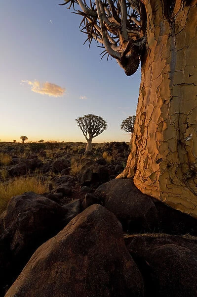 Close up photo of a Quiver Tree (Kokerboom) in the Quiver Tree Forest, Keetmanshoop, Namibia