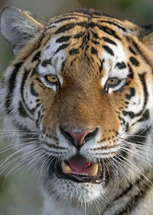 Framed Print : Close portrait of an Amur tigress Framed Print : Close portrait of an Amur tigress