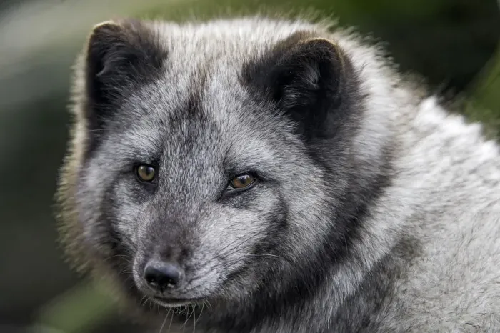 Framed Print : Close portrait of an arctic fox Framed Print : Close portrait of an arctic fox