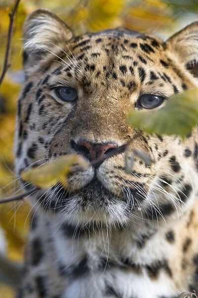 Close portrait of a beautiful Amur leopard