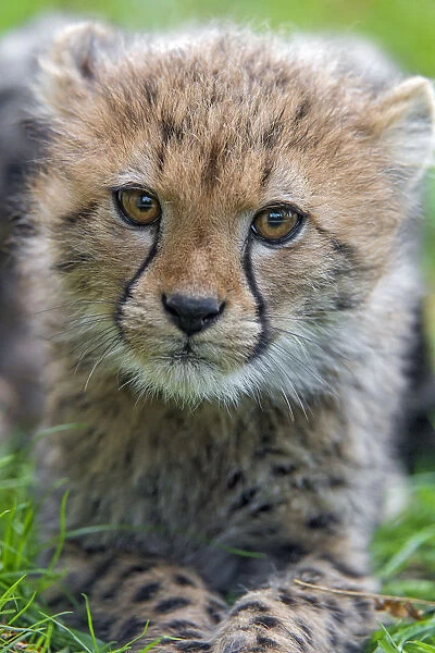 Very close portrait of a cheetah cub