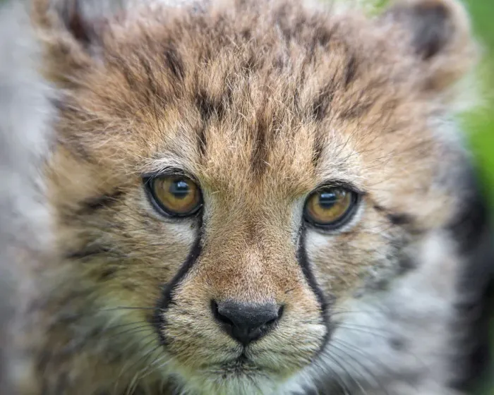 Framed Print : Close portrait of a cheetah cub Framed Print : Close portrait of a cheetah cub