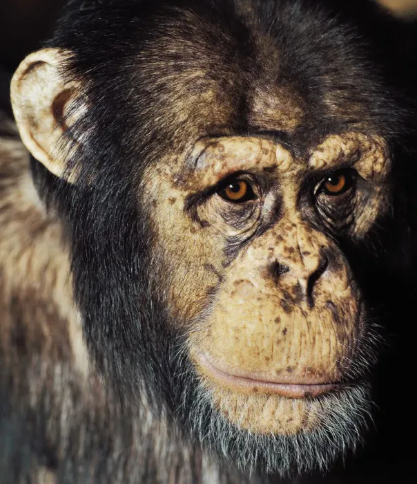 Framed Print : Close up portrait of Chimpanzee Framed Print : Close up portrait of Chimpanzee