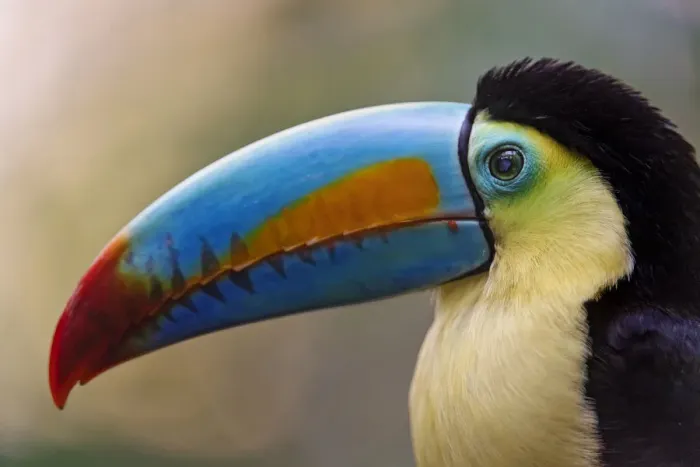 Framed Print : Close profile portrait of a toucan