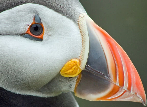 Tight. Close up of a puffin on the island of Lunga
