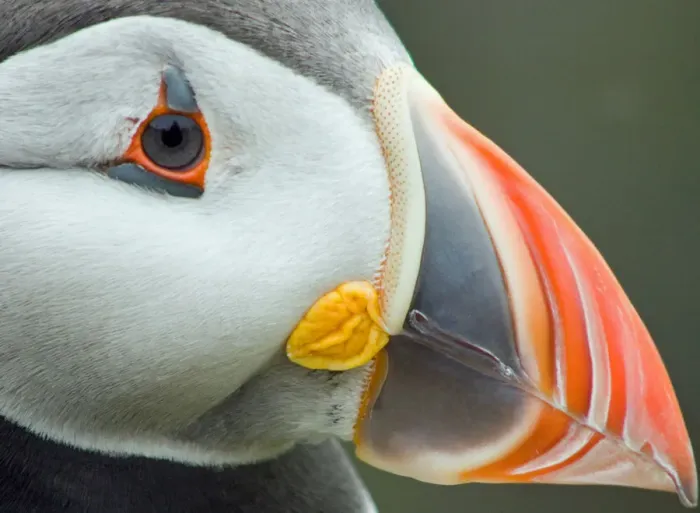 Framed Print : Tight. Close up of a puffin on the island of Lunga Framed Print : Tight. Close up of a puffin on the island of Lunga