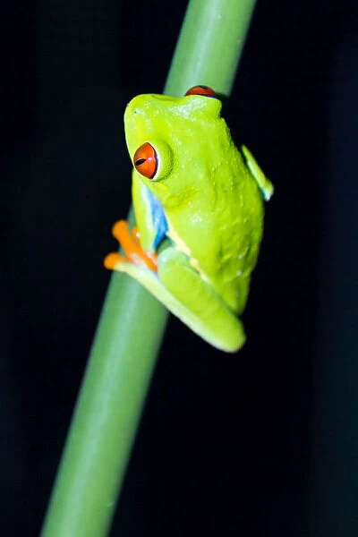 Close up of Red eyed tree frog at night, Arenal, Costa Rica