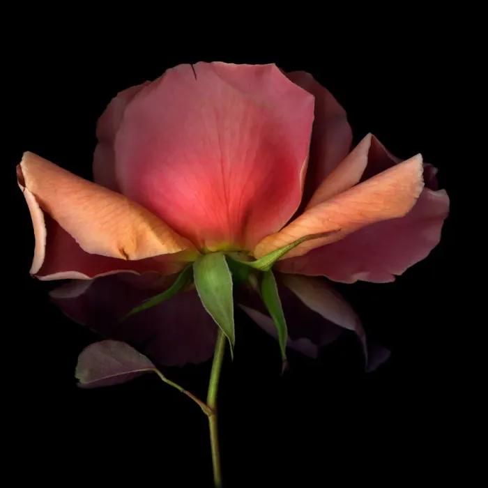 Framed Print : Close up of rose