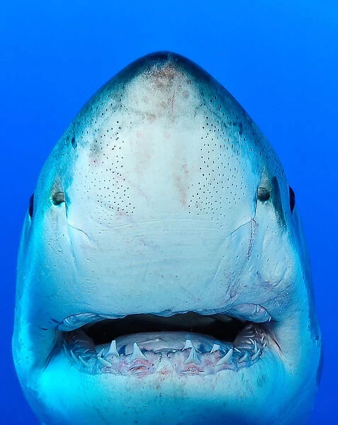Shark. Close up of shark