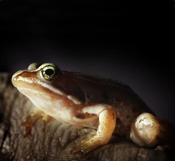 close up of small frog