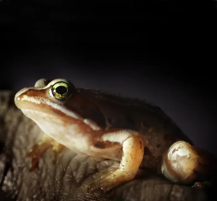 Framed Print : close up of small frog Framed Print : close up of small frog